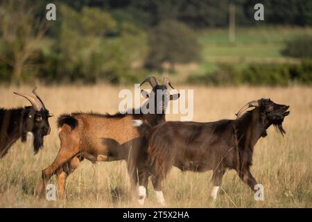 Herde ungarischer Ziegenrassen (capra aegagrus hircus) auf der Weide bei Sonnenuntergang. Stockfoto