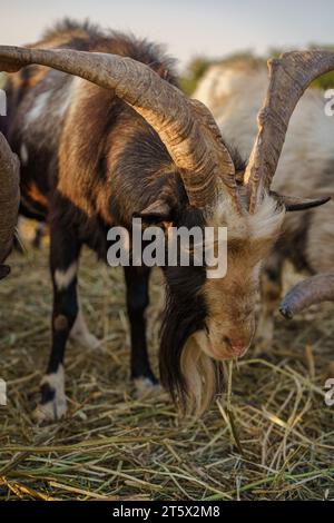 Nahaufnahme einer ungarischen Ziegenrasse (capra aegagrus hircus) in einem Bauernhof bei Sonnenuntergang. Stockfoto