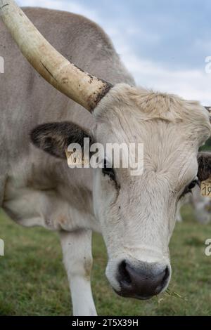 Nahaufnahme eines ungarischen Graurindes (Bos primigenius taurus hungaricus). Stockfoto