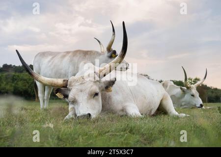 Ungarische graue Katzentaucher (Bos primigenius taurus hungaricus) legen sich hin und ruhen sich auf der Wiese im Gras aus. Stockfoto