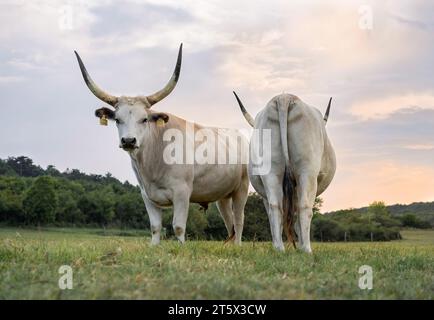 Ungarische graue Katzen (Bos primigenius taurus hungaricus) stehen auf dem Feld. Stockfoto