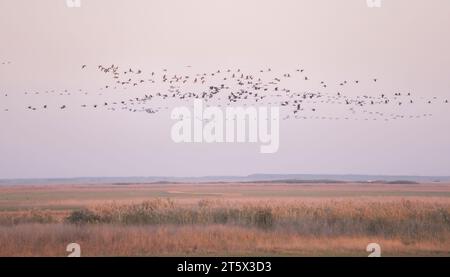 Migration von Kranichen (Grus grus) in Hortobágy, Ungarn. Stockfoto