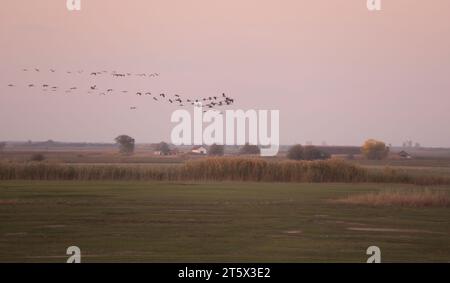 Migration von Kranichen (Grus grus) in Hortobágy, Ungarn. Landschaft im Hintergrund. Stockfoto