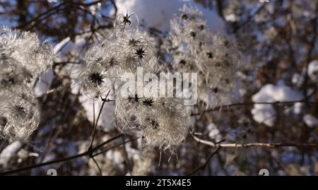 Nahaufnahme einer verwelkten gewöhnlichen Clematis im Winter Stockfoto