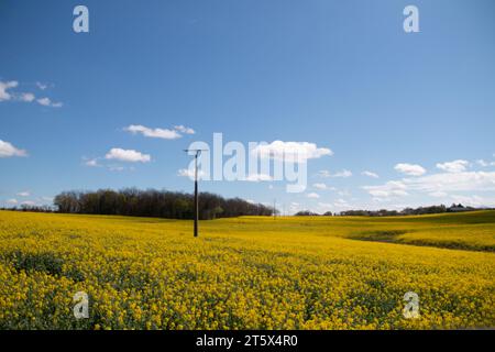 Champs Colza frankreich Stockfoto