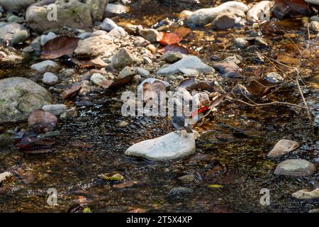 Plumbeous Water Redstart oder Rhyacornis fuliginosa Vogel, der auf Felswänden im Ramganga River River River im jim corbett National Park thront Stockfoto