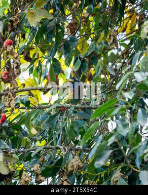 Große Barbet- oder Megalaima Jungvögel Nahaufnahme getarnt in natürlichem grünen Hintergrund oder verschmelzen in der Umgebung auf einem Obstbaum corbett Nationalpark Stockfoto