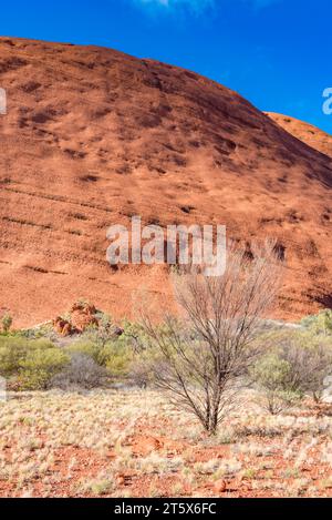 Spinifex-Gras und ein toter Mallee-Busch in wenig fruchtbarem Boden in der Nähe von Kata Tjuta, Mt. Olga im Northern Territory, Australien Stockfoto