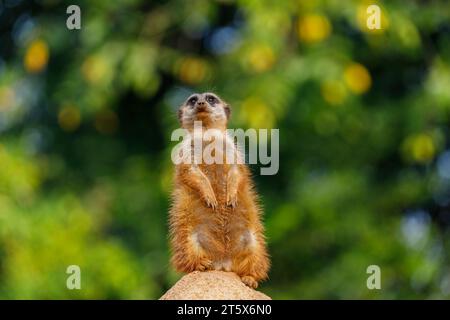 Suricata suricatta (Familie: Herpestidae). Häufige Bezeichnungen: Erdmännchen, Suricat. Gebräuchlicher Familienname: mungo. Stockfoto