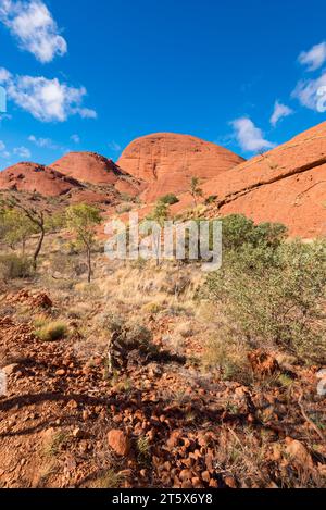 Spinifex-Gras, Mallee-Büsche und junge River Red Gum-Bäume wachsen in Böden mit geringer Fruchtbarkeit und Abfluss aus den umliegenden Felsen auf Kata Tjuta, Mt. Olga Stockfoto