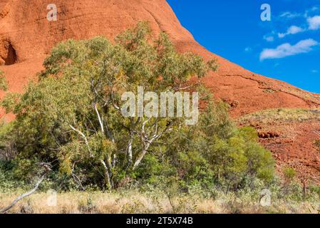 Ein roter Gummibaum (Eucalyptus camaldulensis), der neben einem permanenten Wasserloch im Uluru-Kata Tjuta National Park im Northern Territory, Australien, wächst Stockfoto