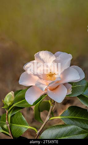 Nahaufnahme einer rosa Camellia Japonica Magnoliaeflora, Syn.Hagoromo 1695 Blume im Landschloss Zuschendorf, Sachsen, Deutschland Stockfoto