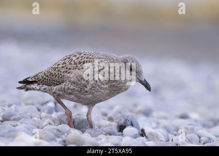 Eine junge europäische Heringsmöwe (Larus argentatus) steht am Strand, sonniger Tag im Sommer, Nordfrankreich Stockfoto