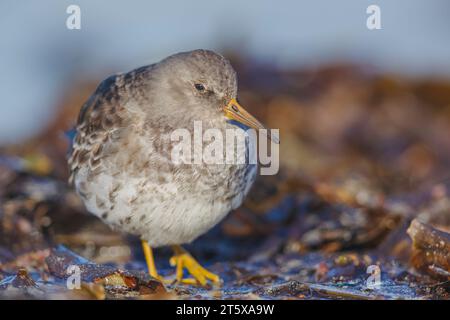 Meerstrandläufer, Calidris maritima Stockfoto