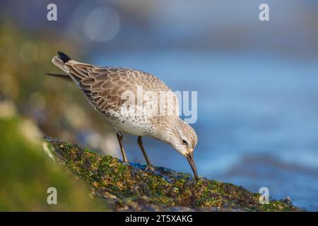 Foreaging Red Knot, Calidris canutus, Niederlande, Holland Stockfoto