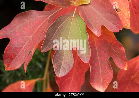 Sassafras drehen rote Blätter Sassafras albidum Laub Herbstblätter Teebaum verwandeln rote Blätter Fäustlinge Baumzweig Saxifras herbstliche Farben Stockfoto