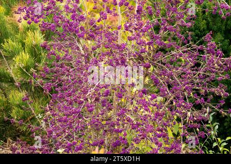 Lila, Beautybeere, Callicarpa bodinieri giraldii 'Profusion', Herbst, Beeren, auf einem Sträucher im Garten, ohne Blätter Stockfoto