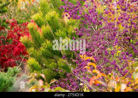 Rot-grün-lila Garten, Cornus Pine Callicarpa bodinieri giraldii „Profusion“ im Garten Herbstgrenze Stockfoto