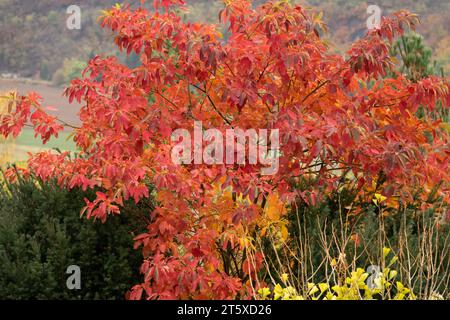 Sassafras Baum Herbst Sassafras albidum Stockfoto