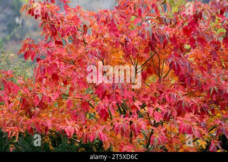 Sassafras, Baum, Sassafras albidum, Herbst Stockfoto