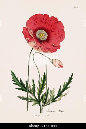 Maismohn. Botanische Illustration: Antike medizinische botanische Kunstwerke aus einer Botanik-Buchplatte aus dem 19. Jahrhundert. Stockfoto