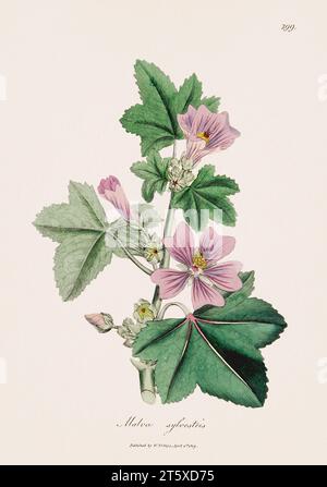 Gemeine Malve. Botanische Illustration: Antike medizinische botanische Kunstwerke aus einer Botanik-Buchplatte aus dem 19. Jahrhundert. Stockfoto