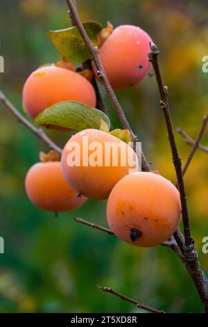 Amerikanisches Persimmon, Früchte, Diospyros virginiana, Persimmon, reif, auf einer Baumverzweigung Stockfoto
