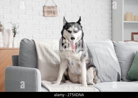 Niedlicher Husky-Hund auf Sofa im Wohnzimmer Stockfoto