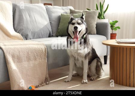 Süßer Husky-Hund im Wohnzimmer Stockfoto