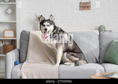 Niedlicher Husky-Hund auf Sofa im Wohnzimmer Stockfoto