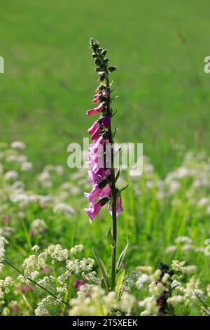 Digitalis purpurea, der Foxglove oder gewöhnlicher Foxglove, der im Juni auf der Wiese wächst. Die toxische Pflanze ist die ursprüngliche Quelle des Herzarzneimittels Digoxin. Stockfoto