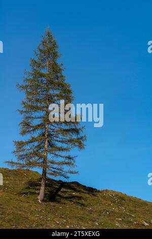 Ein touristisches Highlight, farbenfrohe Herbstsaison im Engtal oder Engtal, Naturpark Karwendel, Tirol, Österreich, Europa Stockfoto