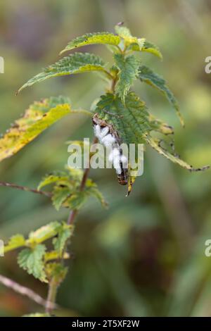 Tote raupe parasitiert von Wespenmotten, die an einer Brennnessel hängen. Vertikales Makrofoto mit grünem Hintergrund. Kopierbereich Stockfoto