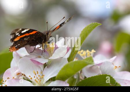 Schmetterling mit offenen Flügeln auf der Suche nach Nektar in den Blüten eines Apfelbaums. Hintergrund mit Bokeh. Kopierbereich. Stockfoto