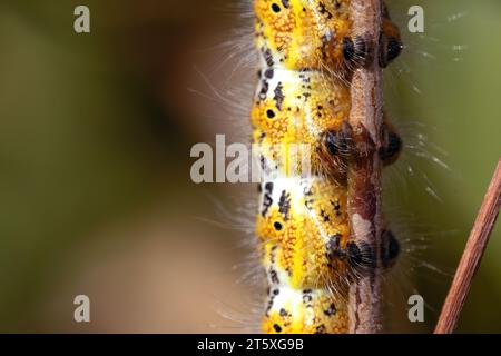 Makrodetail der Füße einer gelbhaarigen raupe, die auf einem Zweig kriecht. Horizontaler und Kopierbereich Stockfoto