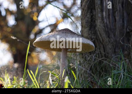 Parasolpilz, Macrolepiota procera, parasolähnliche Pilze Chlorophyllum rhacodes, wild in Richmond Park, Greater London, England, Vereinigtes Königreich Stockfoto