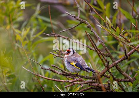 Ein europäischer Goldfink (Carduelis carduelis) thront auf einem Zweig in Skomer, einer Insel vor der Küste von Pembrokeshire, Westwales, die für ihre Tierwelt bekannt ist Stockfoto