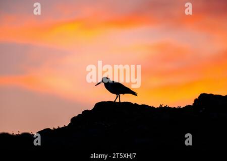 Die Silhouette eines eurasischen Austernfängers (Haematopus ostralegus) bei Sonnenuntergang auf Skomer, einer Insel vor der Küste von Pembrokeshire in Westwales, die für Vögel bekannt ist Stockfoto