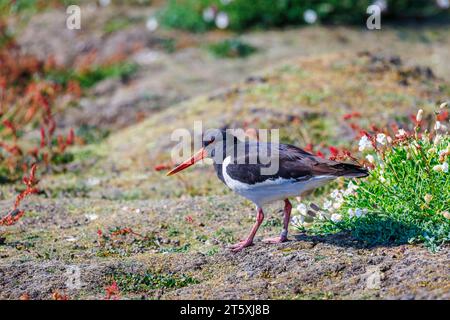 Ein eurasischer Austernfänger (Haematopus ostralegus) auf Skomer, einer Insel vor der Küste von Pembrokeshire, Westwales, die für ihre Tierwelt bekannt ist Stockfoto