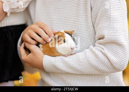 Kinderhände, Meerschweinchen im Freien halten, Herbstzeit Stockfoto