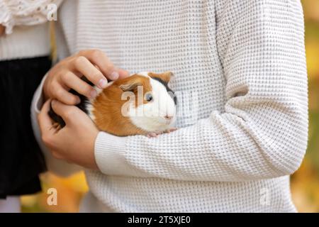 Kinderhände, Meerschweinchen im Freien halten, Herbstzeit Stockfoto