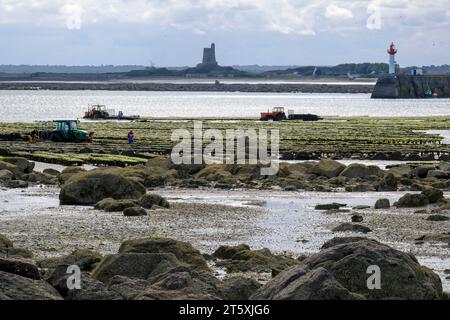 Frankreich, Saint-Vaast-la-Hougue, 30.08.2023: Austernzüchter arbeitet bei Niedrigwasser mit ihren Zugmaschinen in den Austernbänken vor der Hafeneinf Stockfoto