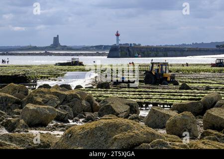 Frankreich, Saint-Vaast-la-Hougue, 30.08.2023: Austernzüchter arbeitet bei Niedrigwasser mit ihren Zugmaschinen in den Austernbänken vor der Hafeneinf Stockfoto