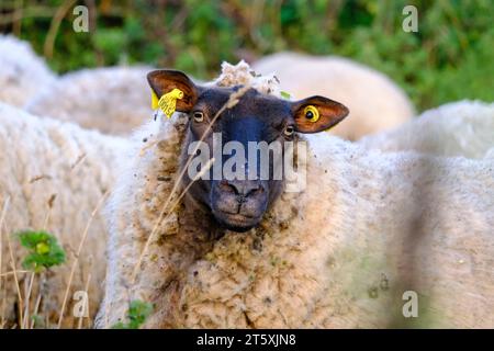 Frankreich, La Hague, 06.09.2023: Schaf auf einer Weide am Morgen am Cap de la Hague auf der Halbinsel Cotentin an der franzoesischen Kanalkueste im D Stockfoto
