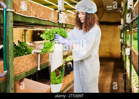 Gärtnerin in Einwegkappe und Schutzanzug, die grüne Blattpflanze in Papierverpackung platziert. Junge Frau in Gartenhandschuhen, die grünen frischen Salat im Gewächshaus verpackt. Stockfoto