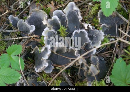 Hintergrund mit Flechten und Moos - Hundeflechte; Peltigera Canina Nahaufnahme. Stockfoto