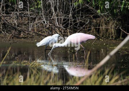 Roseate Löffelschnabel, Platalea ajaja, Neapel, Florida, USA Stockfoto