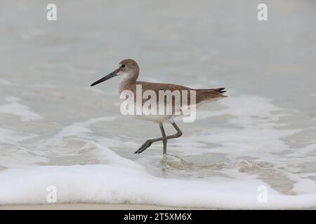 Willet, Catoptrophorus semipalmatus, an einem Strand in Florida, USA Stockfoto