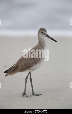 Willet, Catoptrophorus semipalmatus, am Strand, Florida, USA Stockfoto