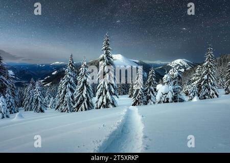 Unglaubliche nächtliche Landschaft mit schneebedeckten Nadelbäumen in einer winterlichen Berglichtung mit einem Weg durch den Schnee, der im Sternenlicht leuchtet Stockfoto